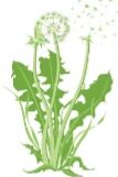 Pusteblume Musikschulverein Rhede e.V. Anmeldung Musikalische Früherziehung Pusteblume